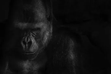 Gorilla Eyebrow Background